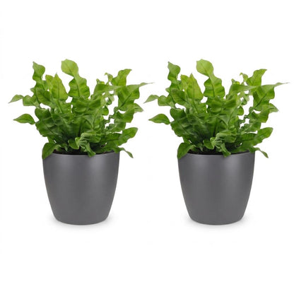 Green boutiQ - Asplenium Crispy Wave - Asplenium Crispy Wave - 2 Planten - met Potter Grijs - Pot 12cm - Hoogte - 30cm