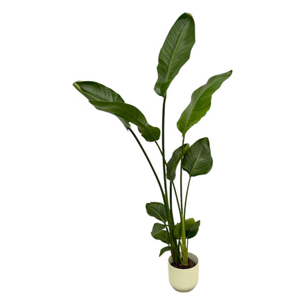 Strelitzia Nicolai including elho Vibes Fold Round white - 100 cm - Ø18
