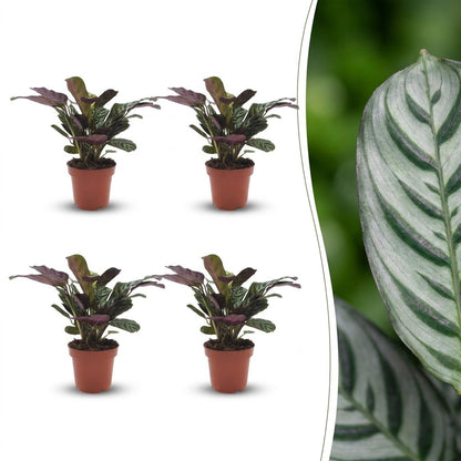 Green boutiQ - Ctenanthe Burle Marxii - Visgraatplant - 4 Planten - Pot 12cm - Hoogte - 30cm