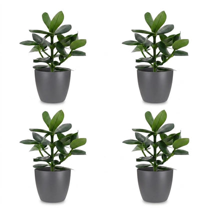 Green boutiQ - Clusia Princess - Clusia - 4 Planten - met Potter Grijs - Pot 12cm - Hoogte - 40cm