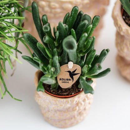 Kolibri Greens | Groene plant - Succulent Crassula Hobbit potmaat Ø6cm | groene kamerplant - vers van de kweker
