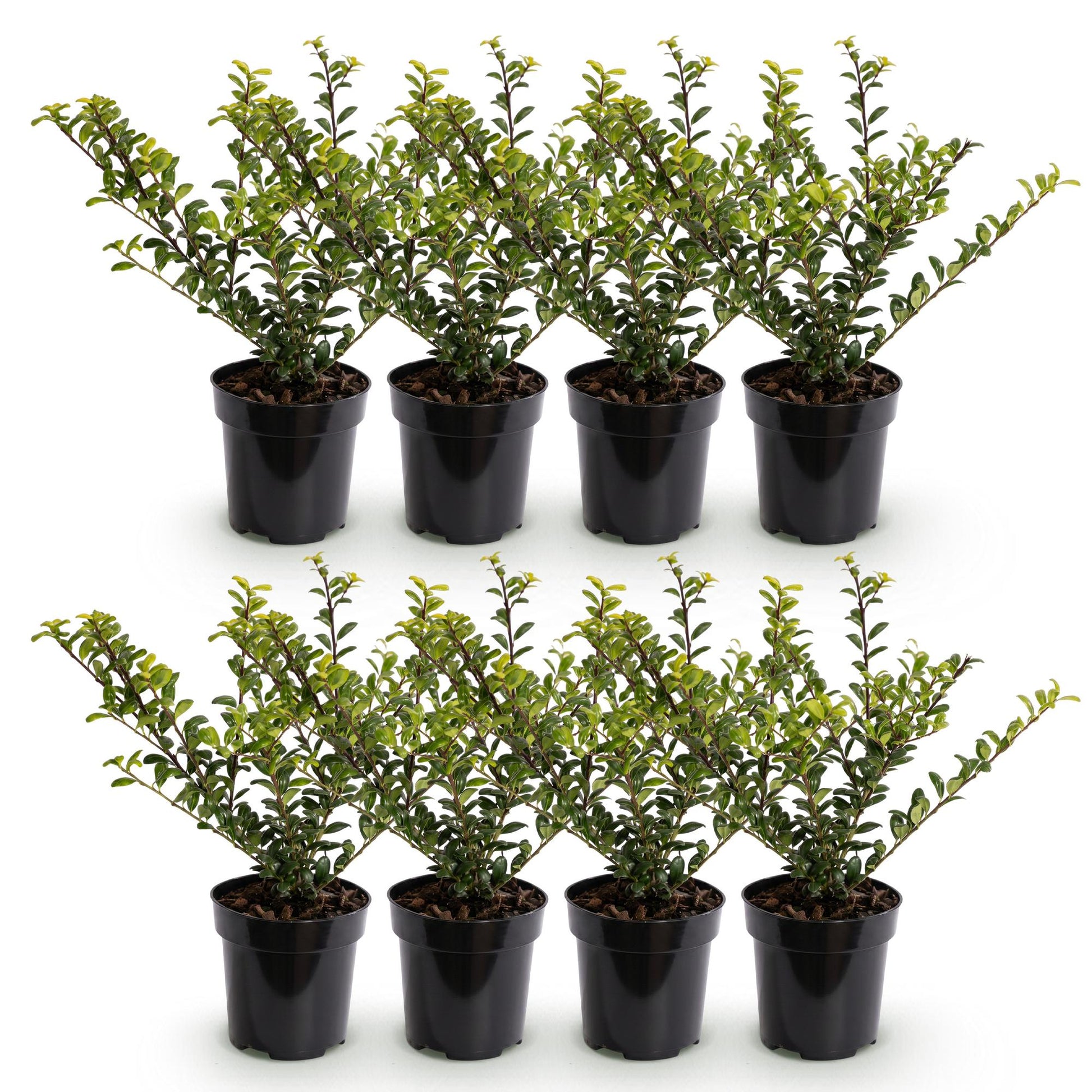 Ilex Crenata Golden Gem haagplanten in potten, groenblijvend met gele tinten, ideaal voor afscheidingen.