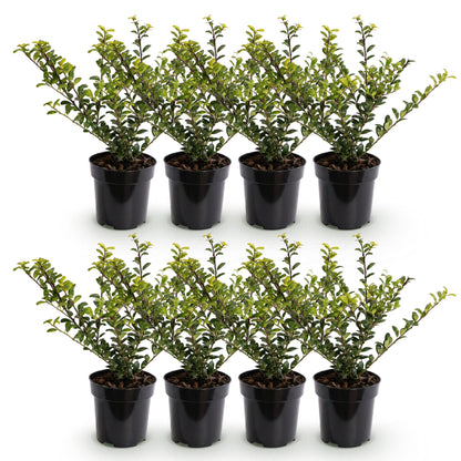 Ilex Crenata Golden Gem haagplanten in potten, groenblijvend met gele tinten, ideaal voor afscheidingen.