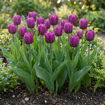 30x Tulipa Triumph Purple - Triomftulp - Paars - Voorjaarsbloeier - Bolmaat 11/12