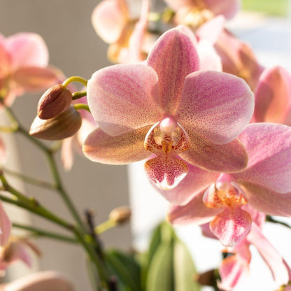 Kolibri Orchids | oudroze Phalaenopsis orchidee - Jewel Treviso - potmaat Ø9cm | bloeiende kamerplant - vers van de kweker