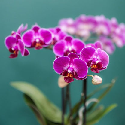 Kolibri Orchids | Paarse phalaenopsis orchidee potmaat Ø9cm | Morelia | bloeiende kamerplant - vers van de kweker