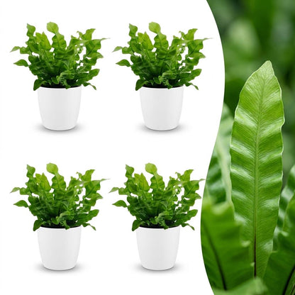 Green boutiQ - Asplenium Crispy Wave - Asplenium Crispy Wave - 4 Planten - met Potter Wit - Pot 12cm - Hoogte - 30cm