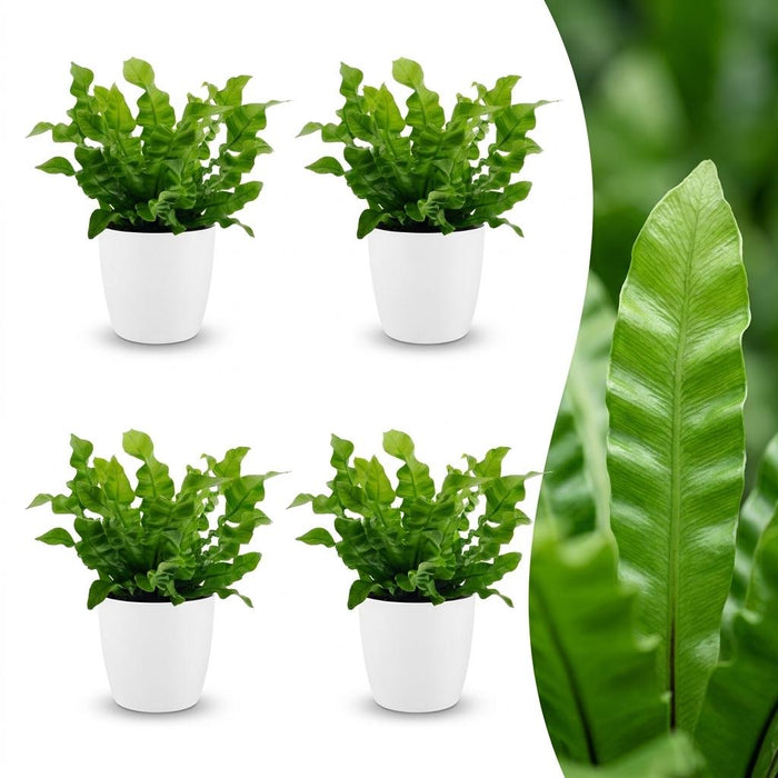 Green boutiQ - Asplenium Crispy Wave - Asplenium Crispy Wave - 4 Planten - met Potter Wit - Pot 12cm - Hoogte - 30cm
