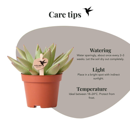 Kolibri Greens | Groene plant - Succulent Echeveria Miranda potmaat Ø6cm | groene kamerplant - vers van de kweker