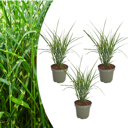3x Miscanthus sinensis ‘Zebrinus’ – Opvallend zebragras met decoratief gestreept blad | Potmaat 12 cm