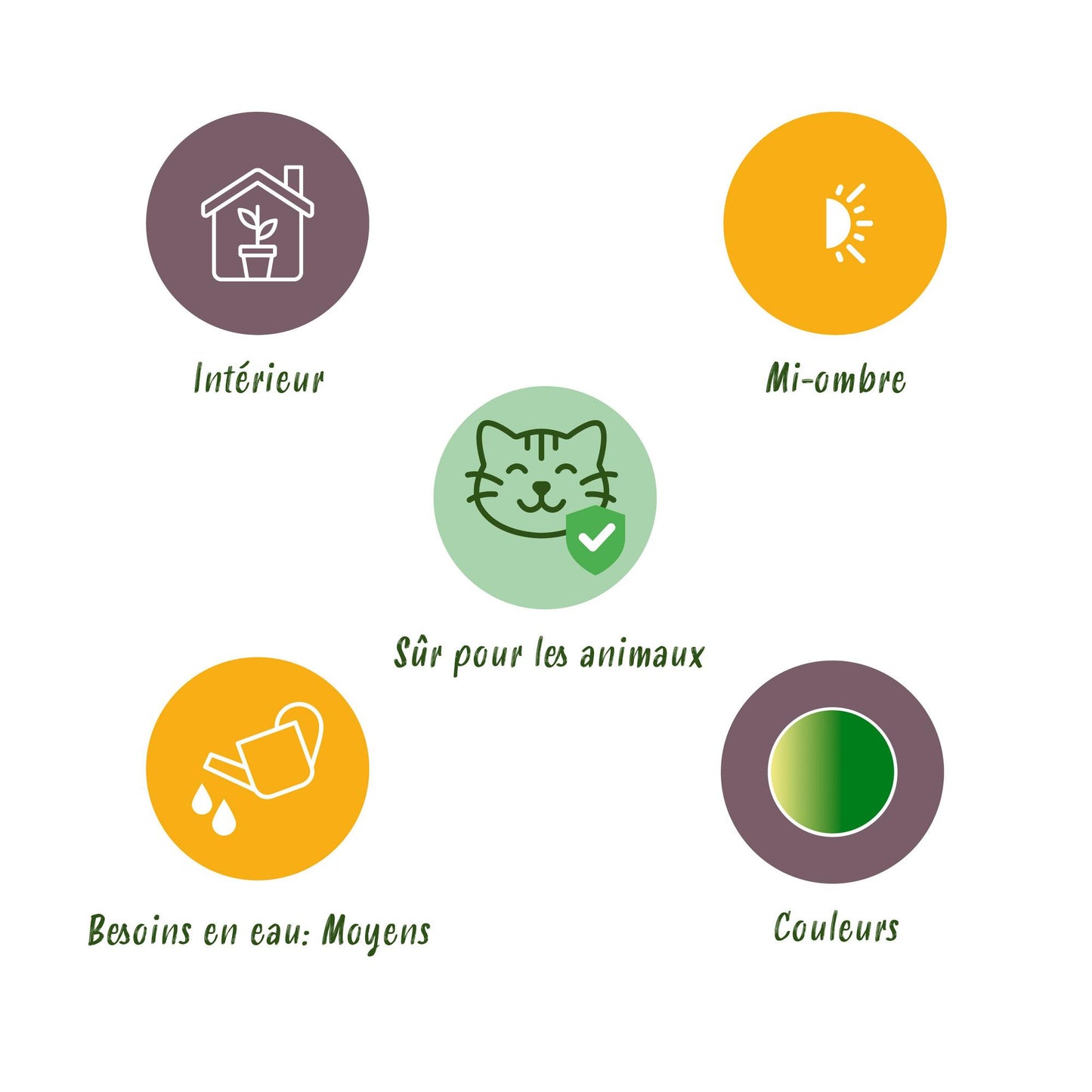 Green boutiQ - Kamerplant - Chlorophytum comosum Bonnie - Krullende Graslelie - Huisdiervriendelijk - Bont - 4 Planten - Pot 12cm - Hoogte 20-25cm