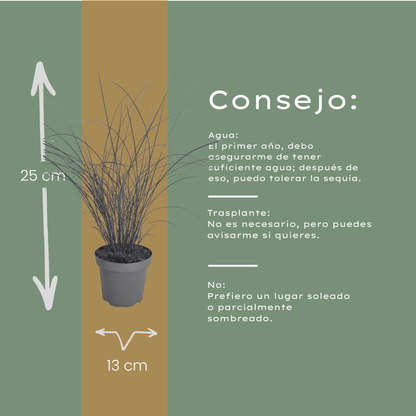 6x Miscanthus sinensis ‘Gracillimus’ – Elegant prachtriet met sierlijk overhangend blad | Potmaat 12 cm