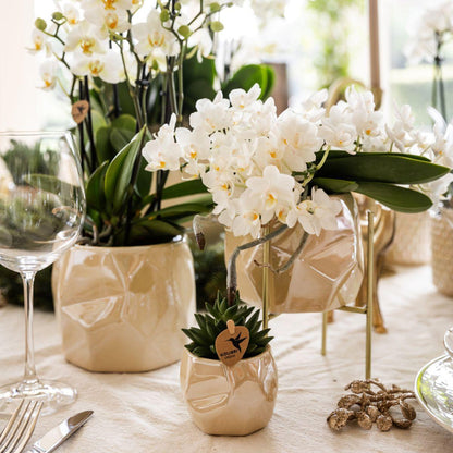 Hummingbird Orchids | White orchid 'Nazaré' + Pearl decorative pot Travertine - pot size Ø9cm | flowering houseplant - fresh from the grower