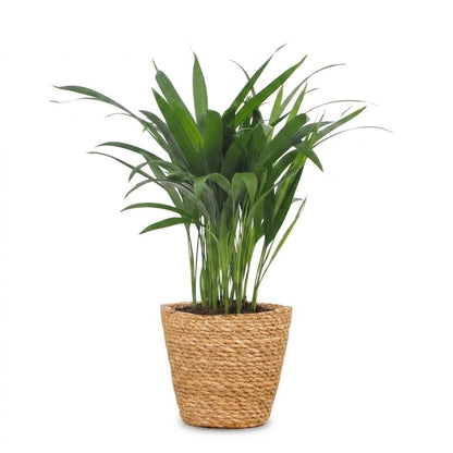 Green boutiQ - Areca Lutescens - Goudpalm - 1 Plant - met Mand - Pot 12cm - Hoogte - 45cm