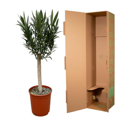 Nerium Oleander on stem with white flower - 110cm - Ø22