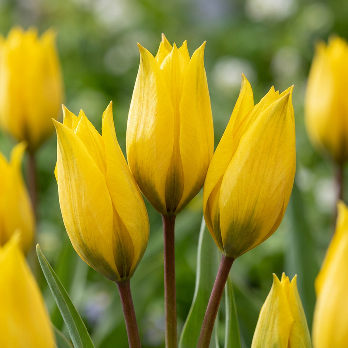 40x Tulipa Sylvestris - Bosdravik - Geel - Verwilderingsbol - Bolmaat 5/6