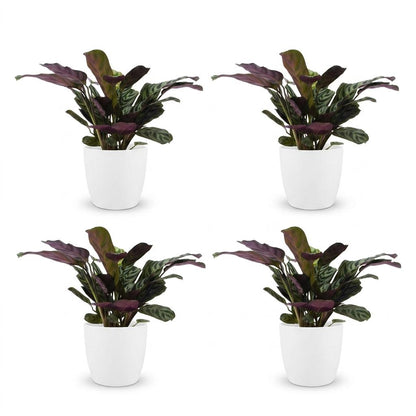Green boutiQ - Ctenanthe Burle Marxii - Visgraatplant - 4 Planten - met Potter Wit - Pot 12cm - Hoogte - 30cm