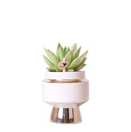 Hummingbird Greens | Green plant - Succulent Echeveria Miranda in Le Chic silver pot - pot size Ø9cm - green houseplant - fresh from the grower