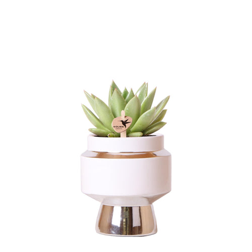 Hummingbird Greens | Green plant - Succulent Echeveria Miranda in Le Chic silver pot - pot size Ø9cm - green houseplant - fresh from the grower