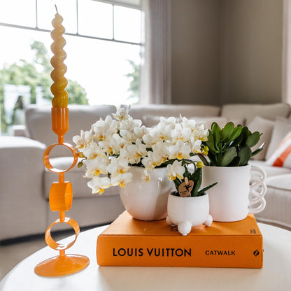 Kolibri Greens | Groene plant - Succulent Crassula Ovata potmaat Ø9cm | groene kamerplant - vers van de kweker - Ø9cm