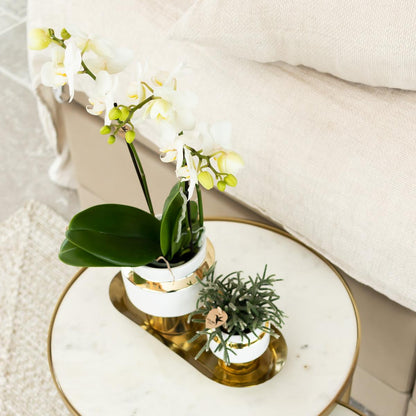 Kolibri Orchids | White Phalaenopsis orchid – Amabilis + Le Chic decorative pot gold – pot size Ø9cm – 40cm high | flowering houseplant in a flowerpot - fresh from the grower