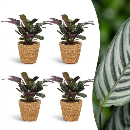 Green boutiQ - Ctenanthe Burle Marxii - Visgraatplant - 4 Planten - met Mand - Pot 12cm - Hoogte 30cm