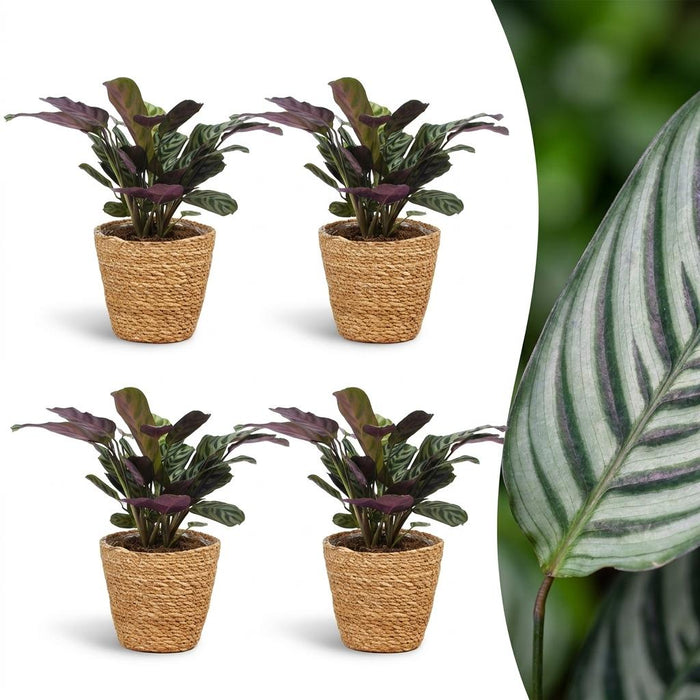 Green boutiQ - Ctenanthe Burle Marxii - Visgraatplant - 4 Planten - met Mand - Pot 12cm - Hoogte 30cm
