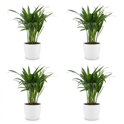 Green boutiQ - Areca Lutescens - Goudpalm - 4 Planten - met Potter Wit - Pot 12cm - Hoogte - 45cm