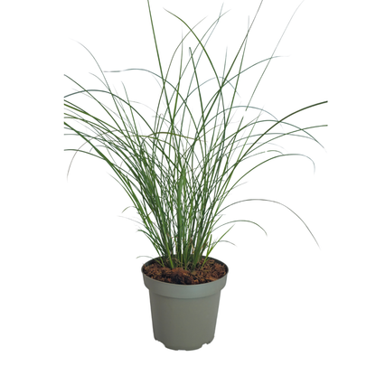 3x Miscanthus sinensis ‘Gracillimus’ – Elegant prachtriet met sierlijk overhangend blad | Potmaat 12 cm
