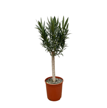 Nerium Oleander on stem with red flower - 110cm - Ø22