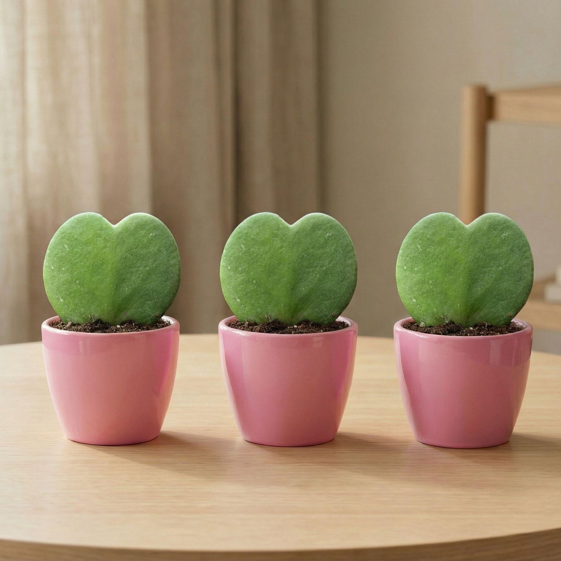 Hoya Kerrii plant set met drie roze potten en hartvormige bladeren op een tafel.