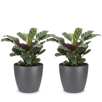 Green boutiQ - Ctenanthe Burle Marxii - Visgraatplant - 2 Planten - met Potter Grijs - Pot 12cm - Hoogte - 30cm