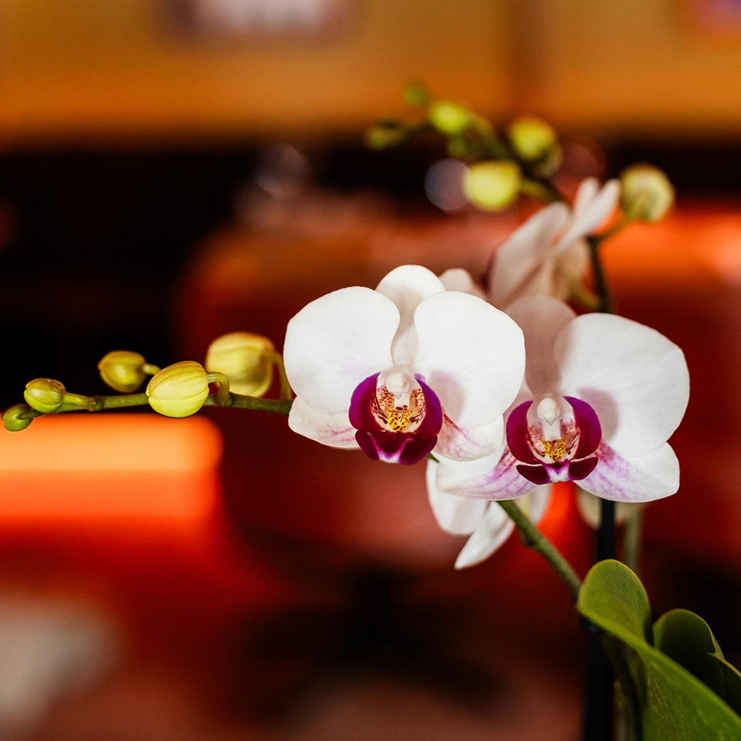 Kolibri Orchids | witte Phalaenopsis orchidee potmaat Ø9cm | Gibraltar | bloeiende kamerplant - vers van de kweker