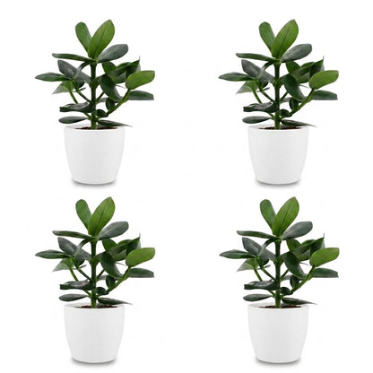 Green boutiQ - Clusia Princess - Clusia - 4 Planten - met Potter Wit - Pot 12cm - Hoogte - 40cm
