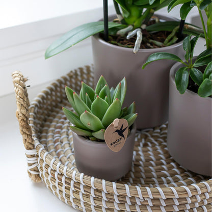 Kolibri Greens | Groene plant - Succulent Echeveria Miranda potmaat Ø6cm | groene kamerplant - vers van de kweker