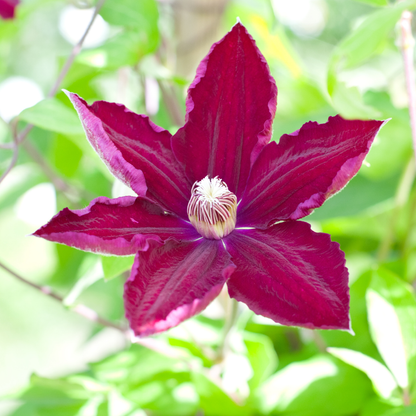 3x Clematis ‘Rouge Cardinal’ – P9 pot – prachtige rood bloeiende klimplant