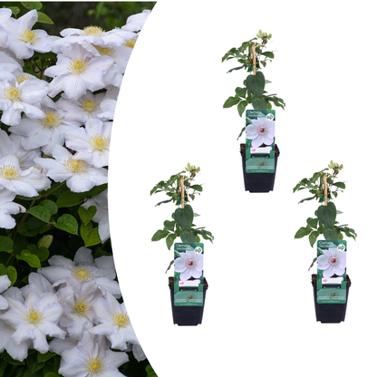 3x Clematis ‘Miss Bateman’ – P9 pot – elegante witte bloeiende klimplant