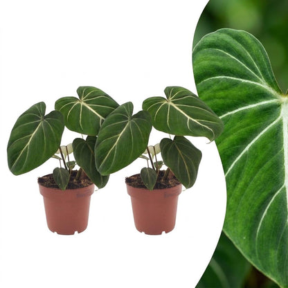 Green boutiQ - Philodendron Gloriosum - Glorie Philodendron - 2 Planten - Pot 12cm - Hoogte - 25cm
