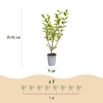 Green boutiQ - 16x Ligustrum ovalifolium Aureum - Bontbladige Liguster - Haagplanten - Groenblijvend - Bont - Pot 9cm - Hoogte 35-45cm
