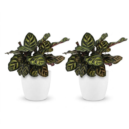 Calathea Makoyana - Pauwenplant - 2 Planten - met Potter Wit - Pot 12cm - Hoogte - 25cm