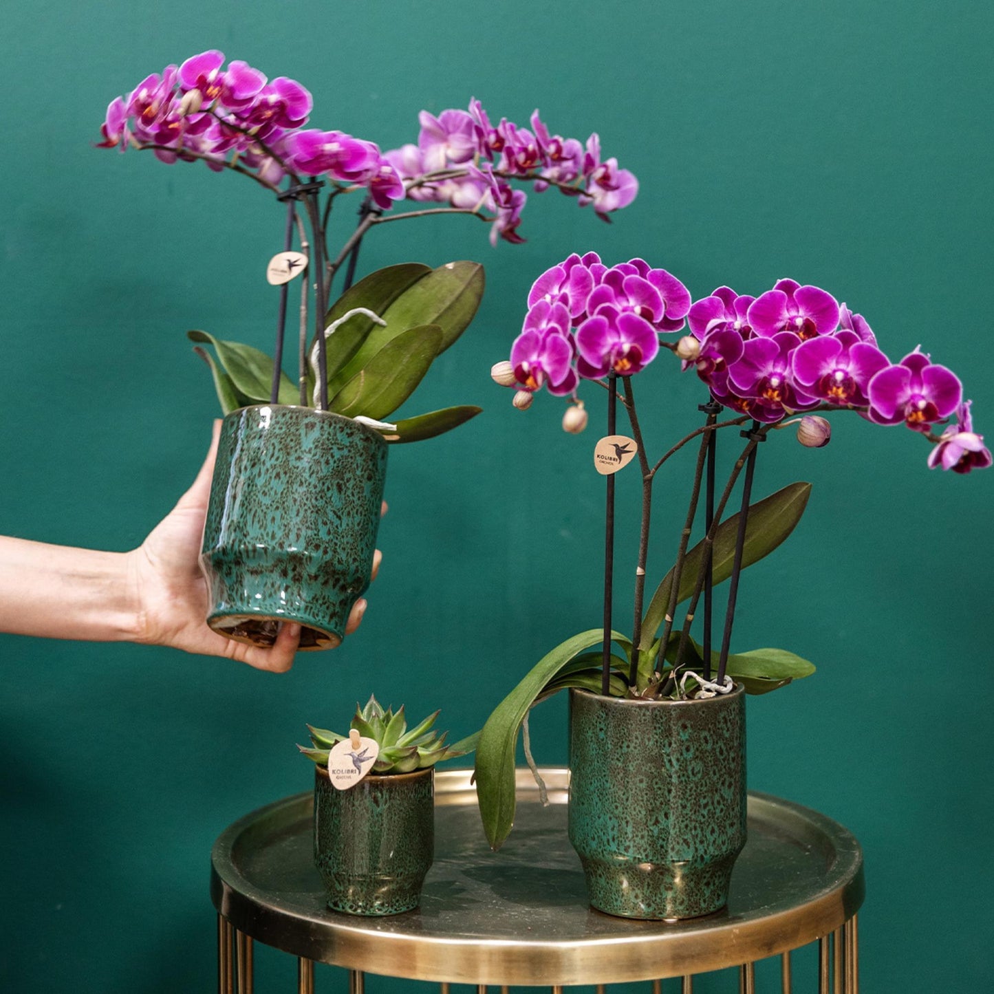 Kolibri Orchids | Paarse phalaenopsis orchidee potmaat Ø9cm | Morelia | bloeiende kamerplant - vers van de kweker