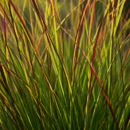 3x Panicum virgatum ‘Rotstrahlbusch’ – Siergras met warme herfstkleuren | Potmaat 12 cm