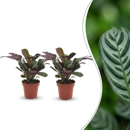 Green boutiQ - Ctenanthe Burle Marxii - Visgraatplant - 2 Planten - Pot 12cm - Hoogte - 30cm