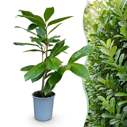 Green boutiQ - 16x Prunus laur. Rotundifolia - Laurierkers - Haagplanten - Groenblijvend - Groen - Pot 9cm - Hoogte 25-35cm
