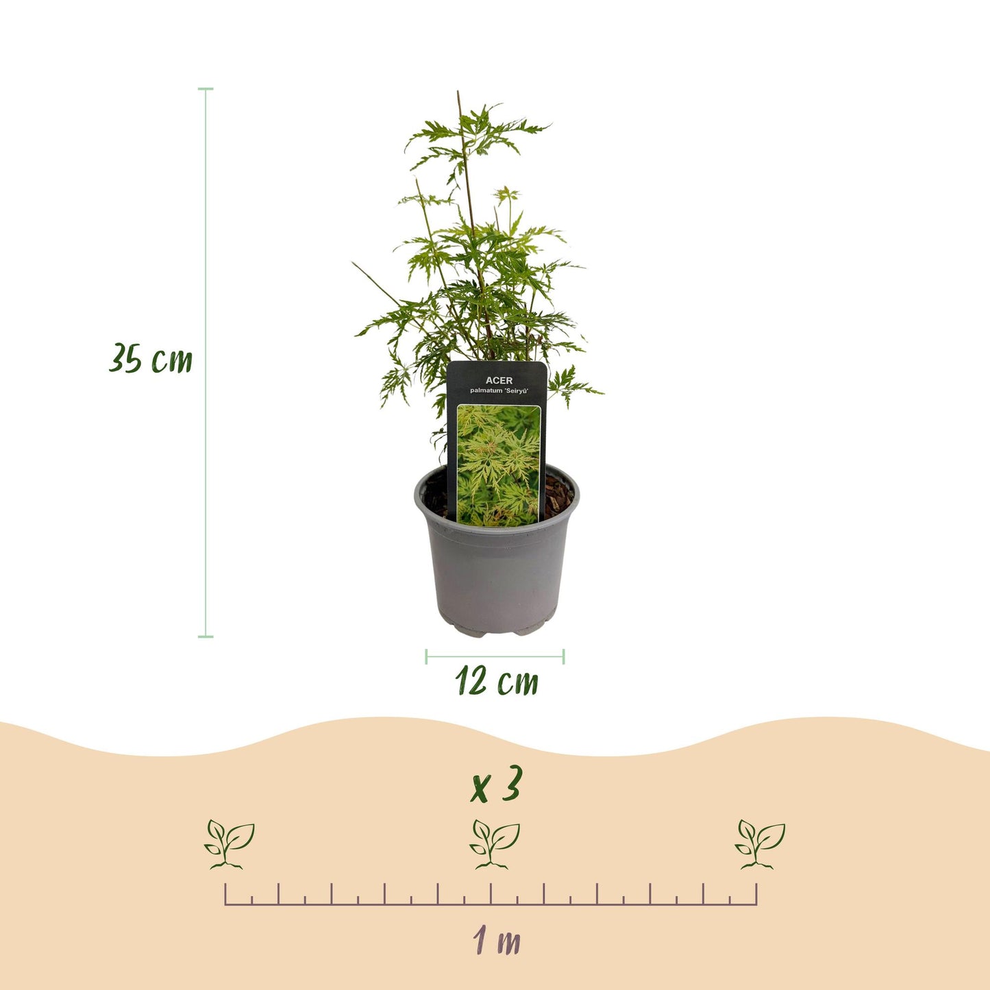 Green boutiQ - Tuinplant - Acer palmatum Seiryu - Groen 1 Plant - Bladverliezend - Weinig Onderhoud  - Pot 12cm Hoogte 35cm