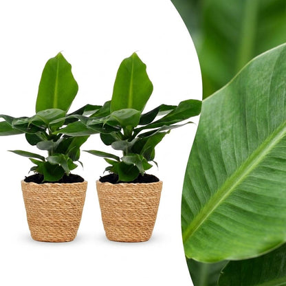 Green boutiQ - Musa Oriental Dwarf - Dwergbanaan - 2 Planten - met Zeegras Mand - Pot 12cm - Hoogte 30cm