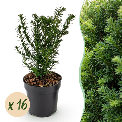 Green boutiQ - 16x Taxus baccata - Venijnboom - Haagplanten - Groenblijvend - Groen - Pot 9cm - Hoogte 20-30cm