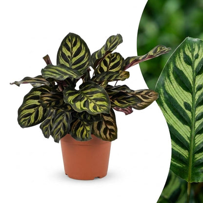 Green boutiQ - Calathea Makoyana - Pauwenplant - 1 Plant - Pot 12cm - Hoogte - 25cm