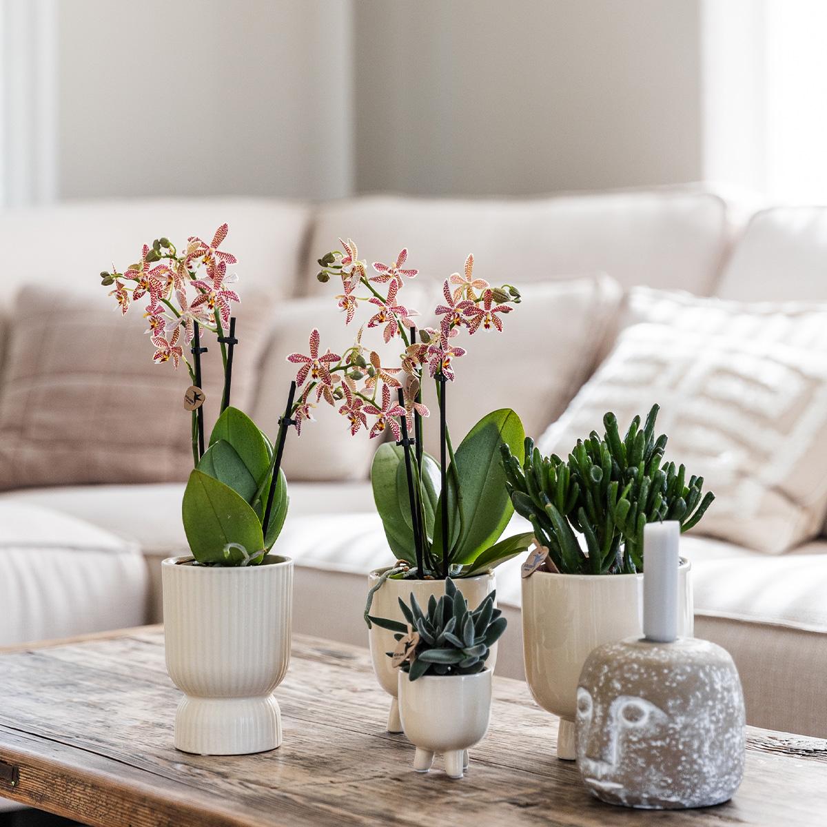 Kolibri Orchids | Red Phalaenopsis orchid – Congo + Gummy pot travertine – pot size Ø9cm | flowering houseplant in a flowerpot - fresh from the grower
