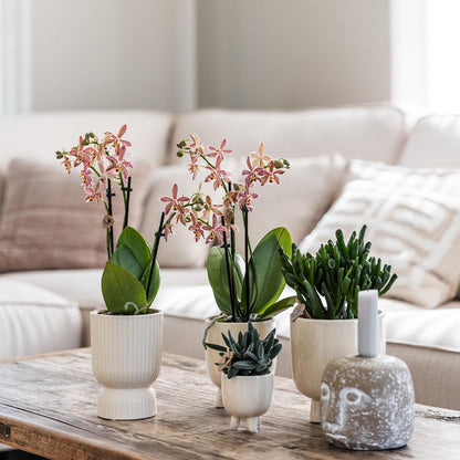 Kolibri Orchids | Red Phalaenopsis orchid – Congo + Gummy pot travertine – pot size Ø9cm | flowering houseplant in a flowerpot - fresh from the grower